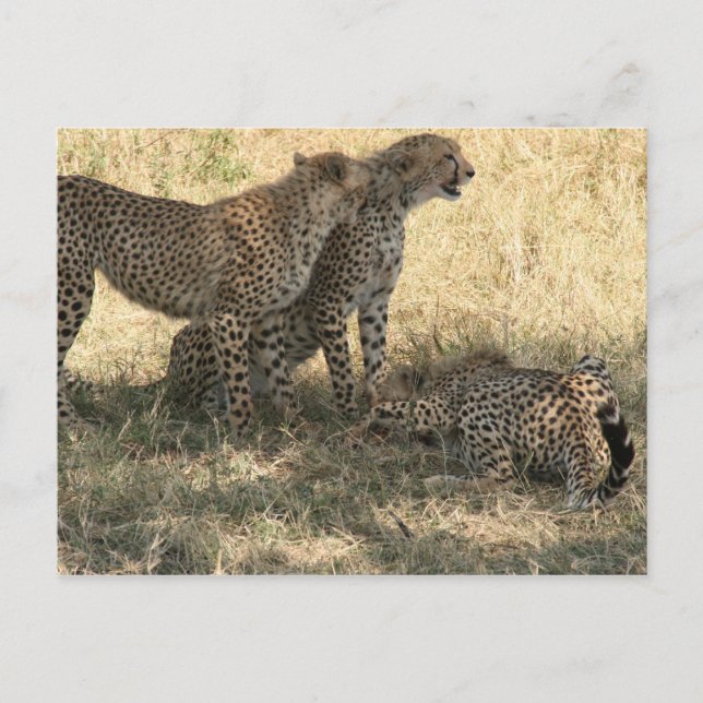 cheetah play postcard (Front)