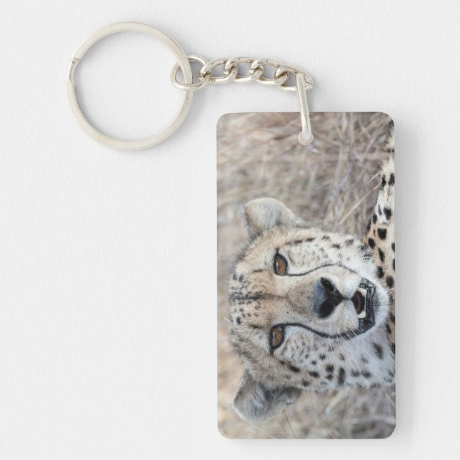 Cheetah Portrait (Devant)