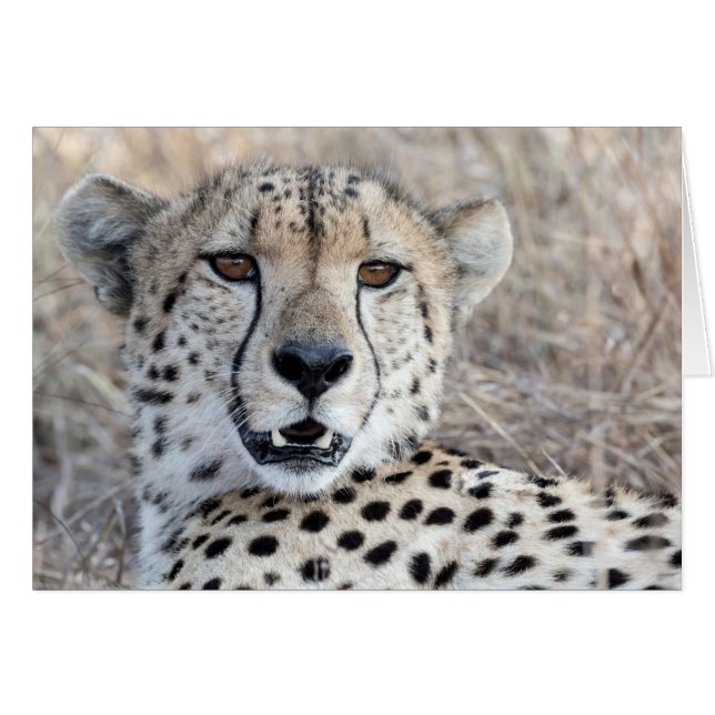 Cheetah Portrait (Front Horizontal)