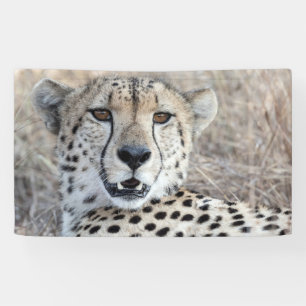 Cheetah Portrait Banner