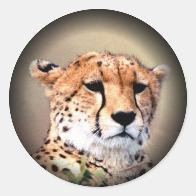 Cheetah Portrait by Full Moon: Nature's Grace Classic Round Sticker (Front)