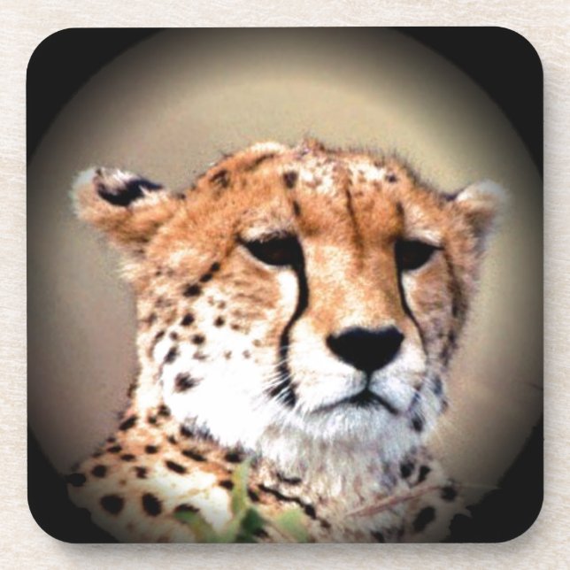 Cheetah Portrait by Full Moon: Nature's Grace Coaster (Front)