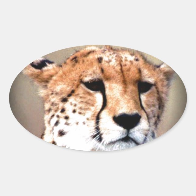 Cheetah Portrait by Full Moon: Nature's Grace Oval Sticker (Front)