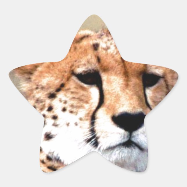 Cheetah Portrait by Full Moon: Nature's Grace Star Sticker (Front)