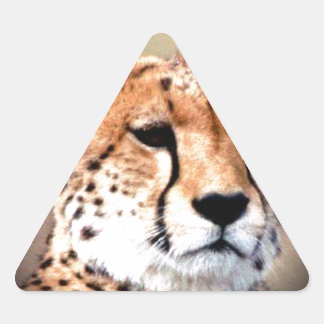 Cheetah Portrait by Full Moon: Nature's Grace Triangle Sticker (Front)