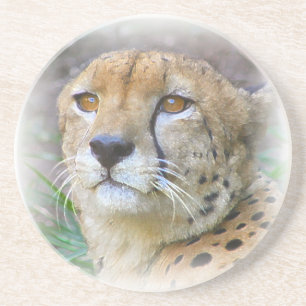 Cheetah portrait coaster