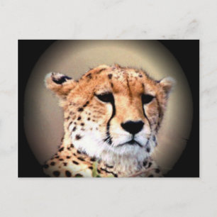 Cheetah Portrait, Full Moon: Nature's Grace Postcard