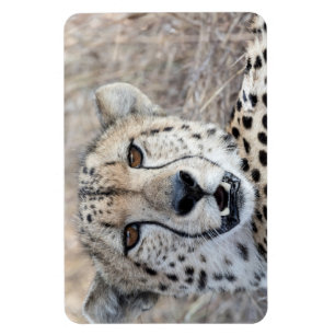 Cheetah Portrait Magnet