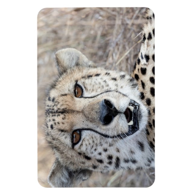 Cheetah Portrait Magnet (Vertical)