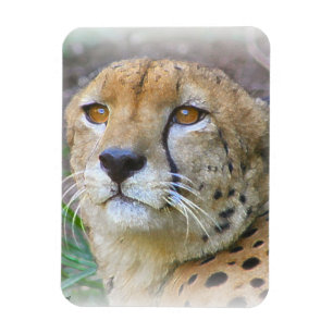 Cheetah portrait magnet