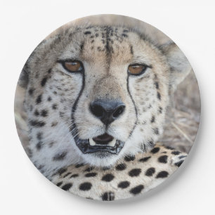 Cheetah Portrait Paper Plate