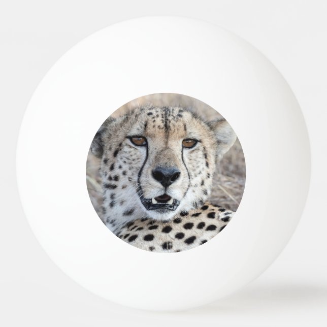 Cheetah Portrait Ping Pong Ball (Front)
