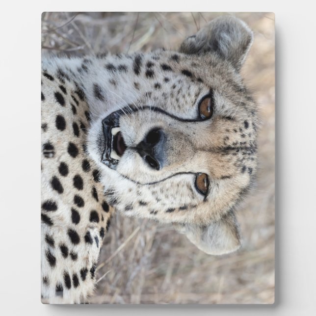 Cheetah Portrait Plaque (Front)