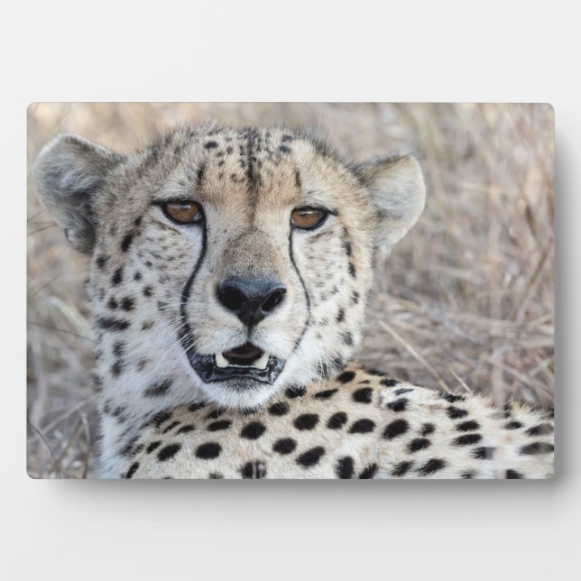 Cheetah Portrait Plaque (Front)