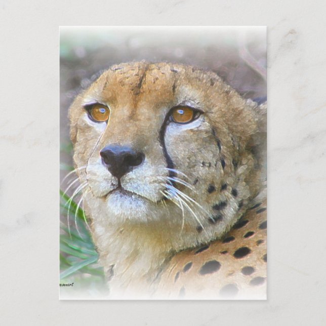 Cheetah portrait postcard (Front)