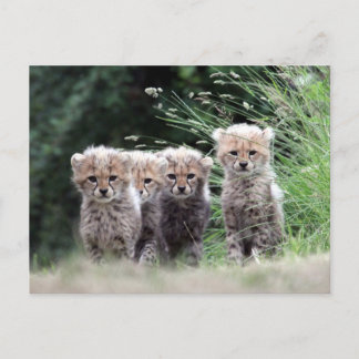 Cheetah Postcard