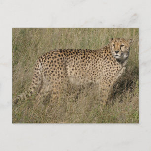 Cheetah Postcard