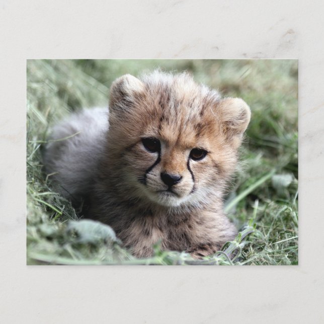 Cheetah Postcard (Front)