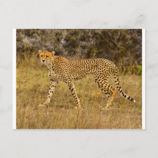 Cheetah postcard