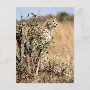 Cheetah Postcard