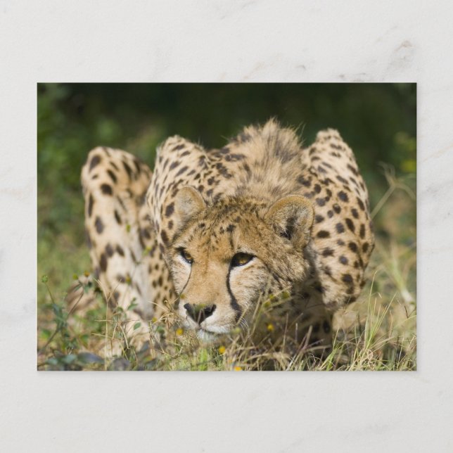 Cheetah Postcard (Front)