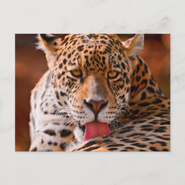 Cheetah Postcard (Front)