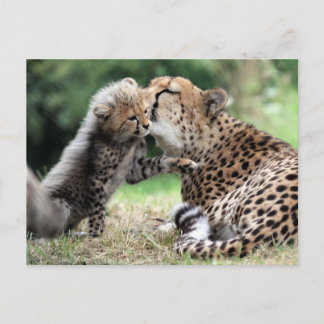 Cheetah Postcard