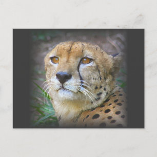 cheetah postcard