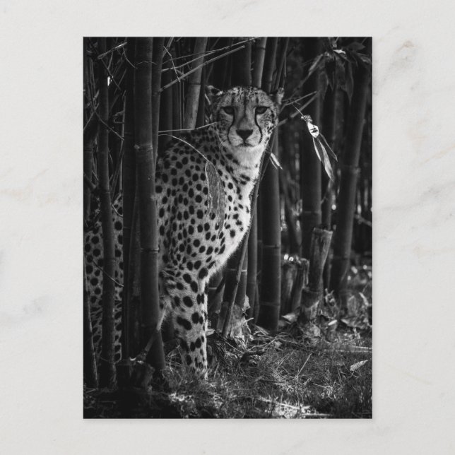 Cheetah Postcard (Front)