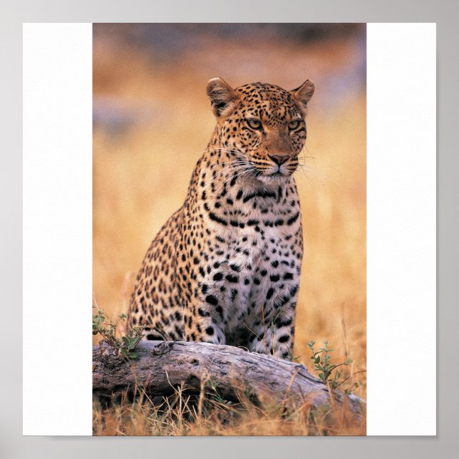 Cheetah Poster (Front)