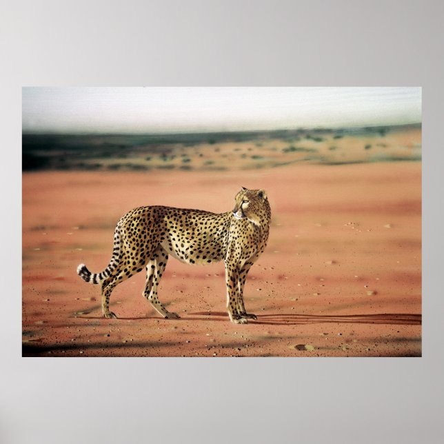 Cheetah Poster (Front)