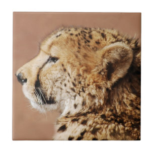 Cheetah Prince Tile