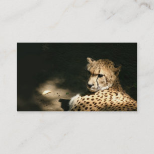Cheetah profile card
