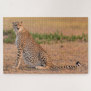 Cheetah Resting in Early Morning Jigsaw Puzzle