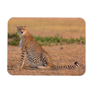 Cheetah Resting in Early Morning Magnet