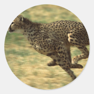 Cheetah Run Classic Round Sticker