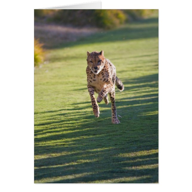Cheetah Running (Front)