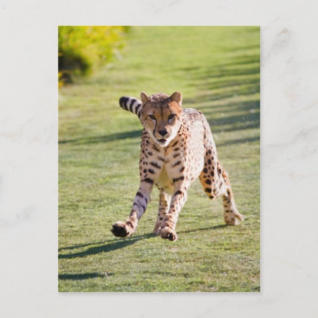 Cheetah Running Postcard (Front)