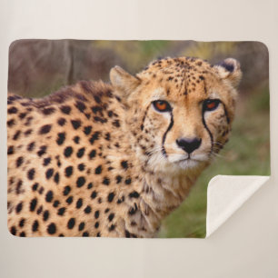 Cheetah Sherpa Blanket
