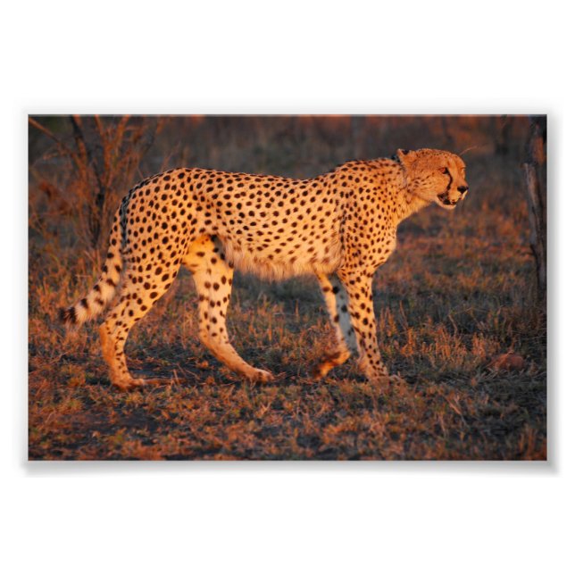 Cheetah South Africa at Sunset Photo Print (Front)