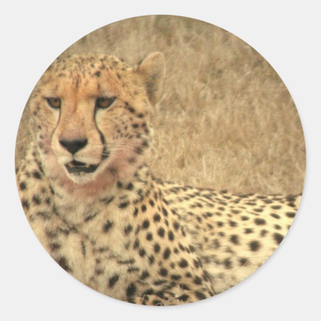 Cheetah Spots Sticker (Front)