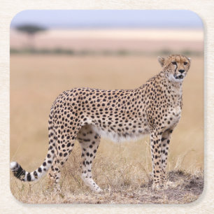 Cheetah Square Paper Coaster