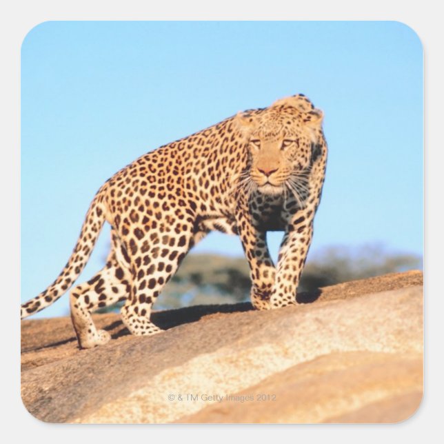 Cheetah Square Sticker (Front)