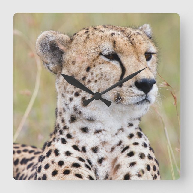Cheetah Square Wall Clock (Front)