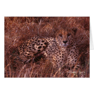 Cheetah Stare