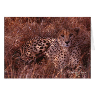 Cheetah Stare