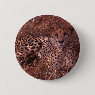 Cheetah Stare 2 Inch Round Button