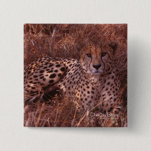 Cheetah Stare 2 Inch Square Button