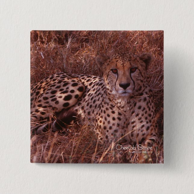 Cheetah Stare 2 Inch Square Button (Front)