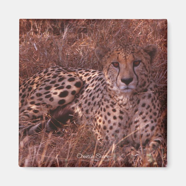 Cheetah Stare Magnet (Front)